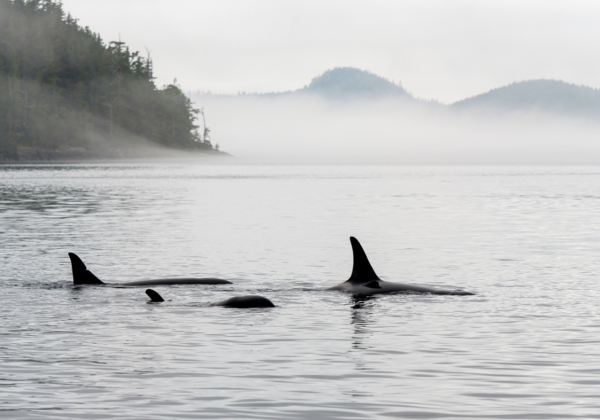 Orcas swimming in foggy waters.